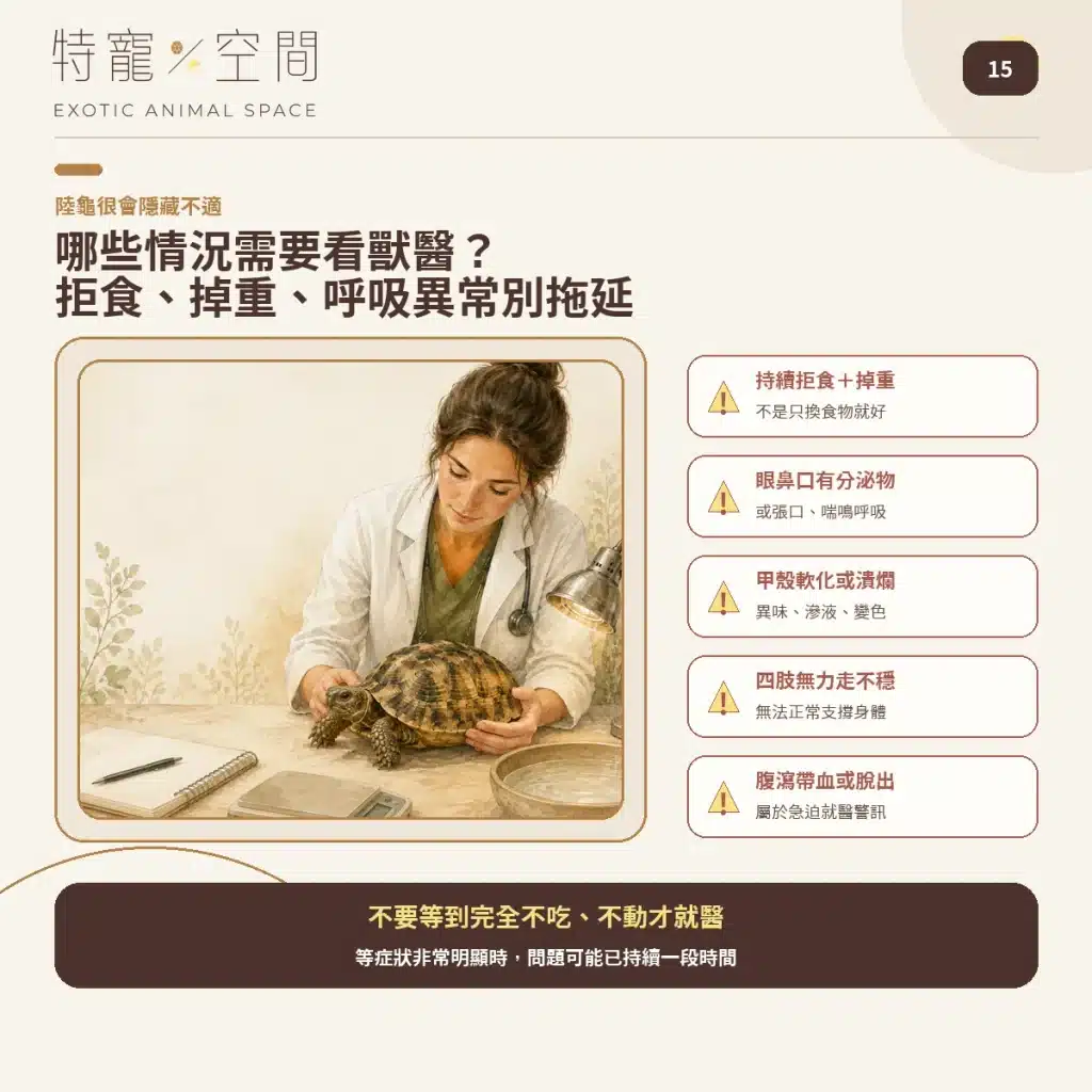 15 HERMANNS TORTOISE VET WARNING SIGNS