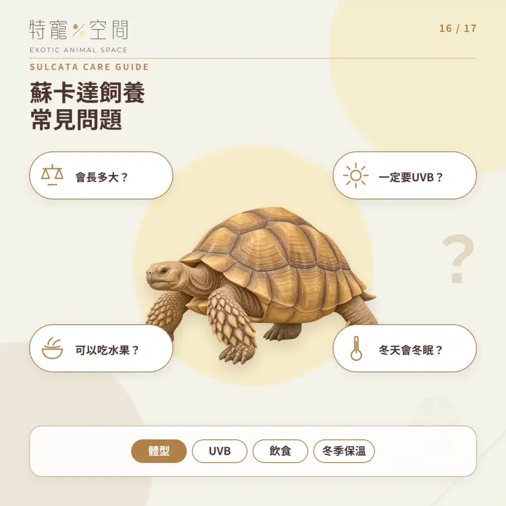 蘇卡達象龜飼養指南:溫度、飲食、UVB、空間與健康一次看懂 16 SULCATA CARE FAQ