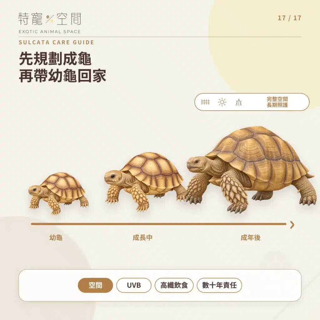 蘇卡達象龜飼養指南:溫度、飲食、UVB、空間與健康一次看懂 17 SULCATA ADULT PLAN