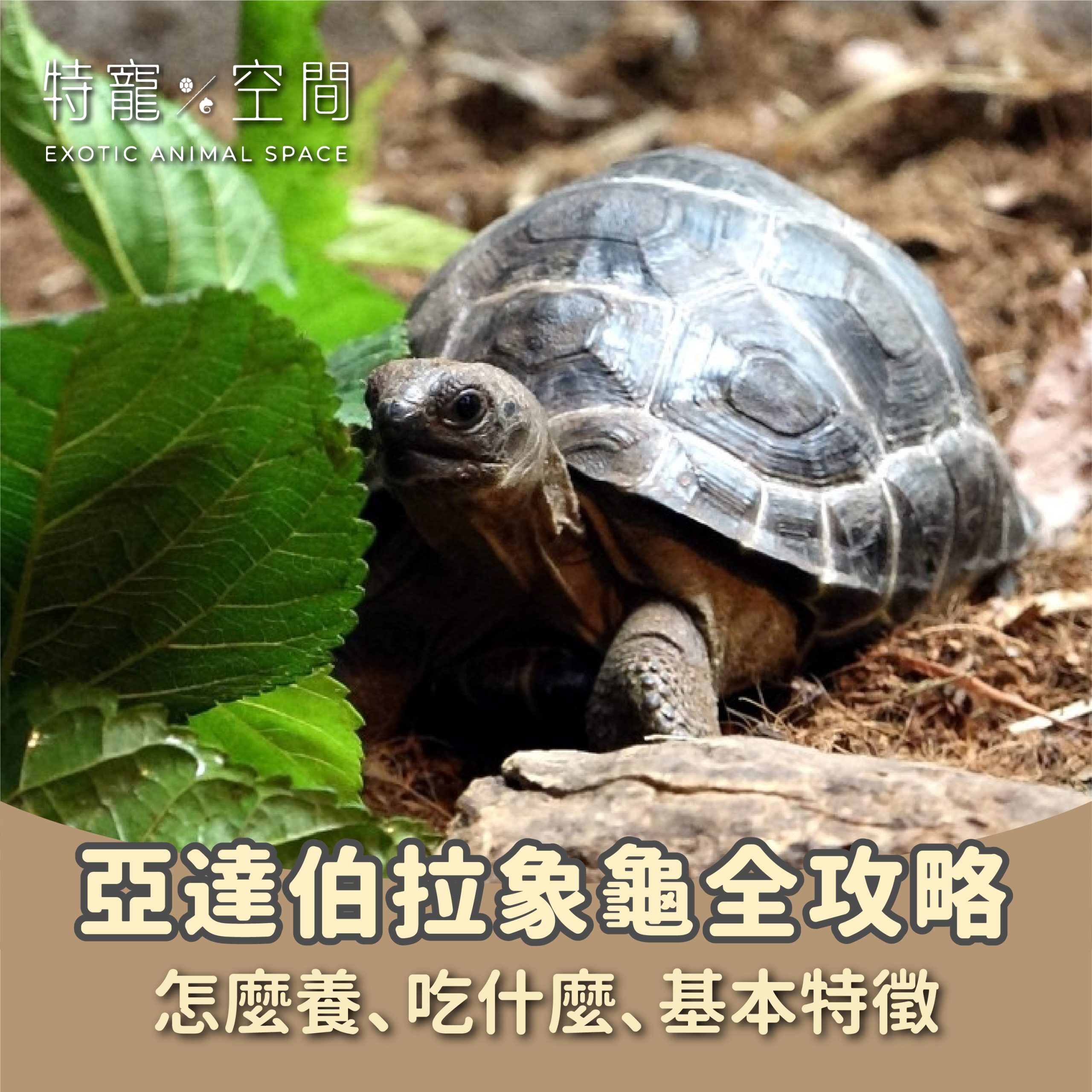 亞達伯拉象龜-1