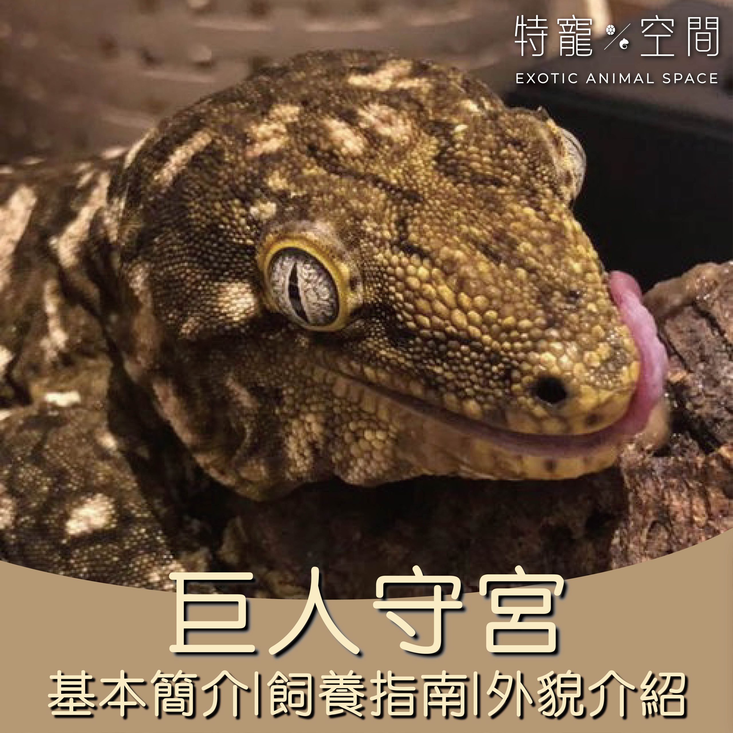 巨人守宮
