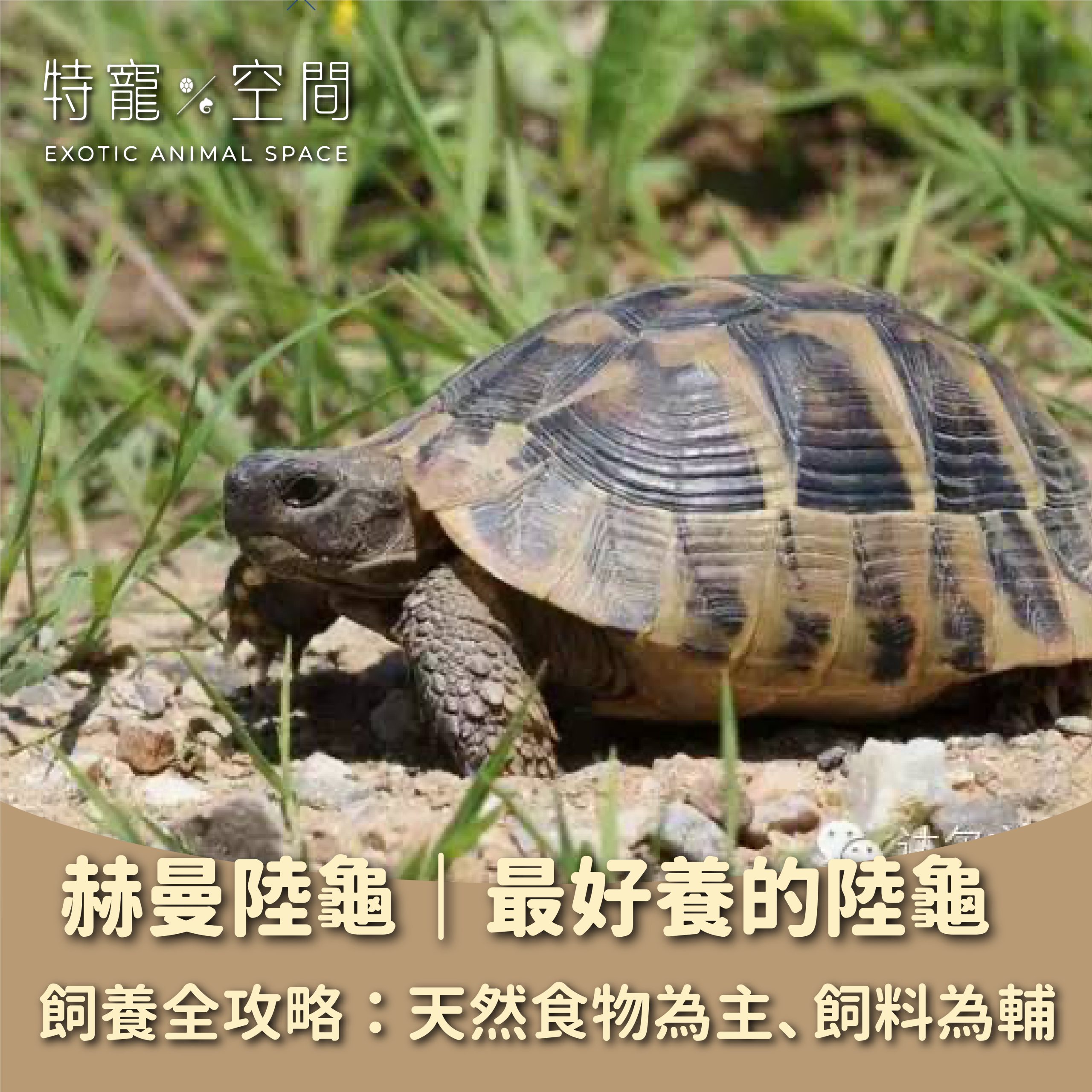 赫曼陸龜