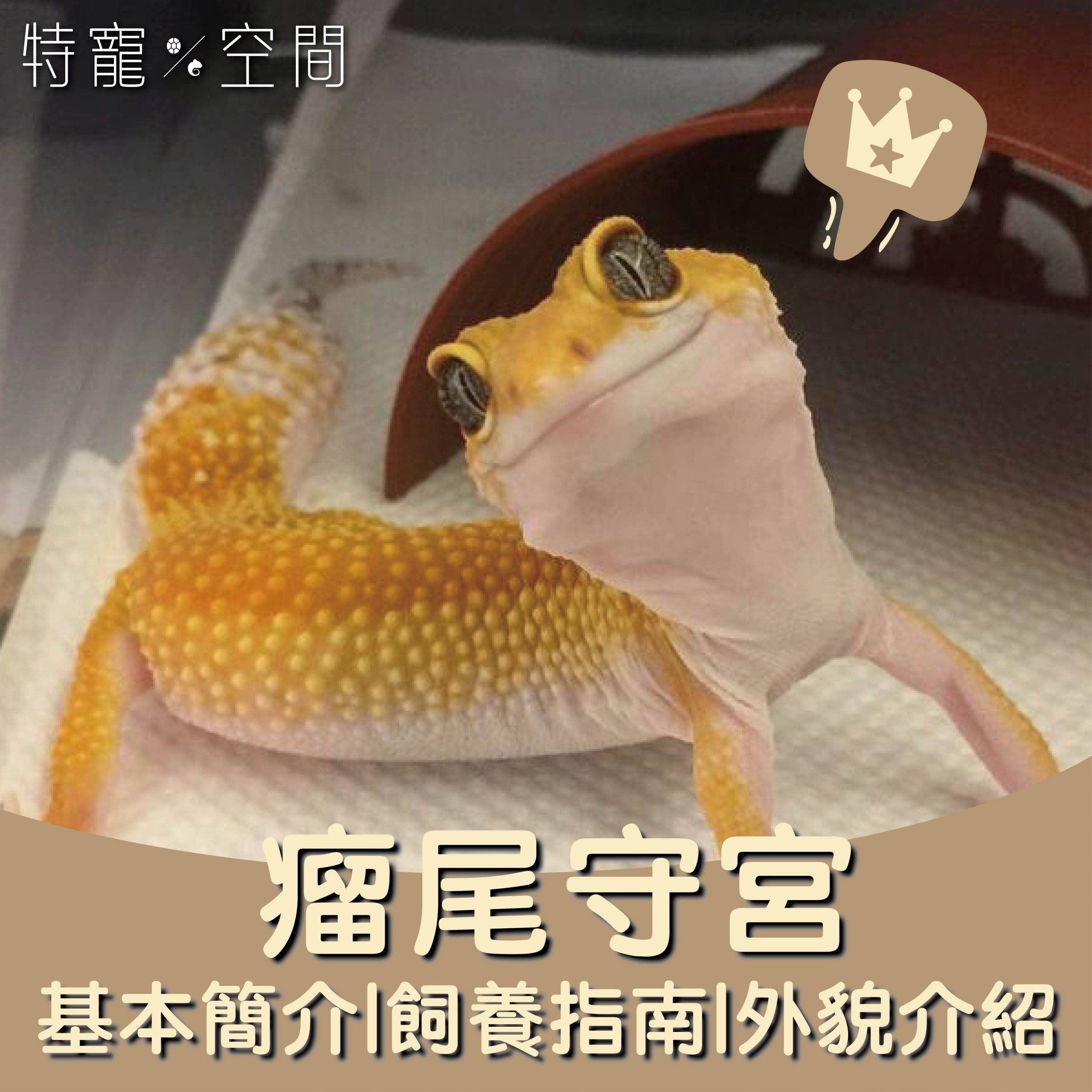 瘤尾守宮