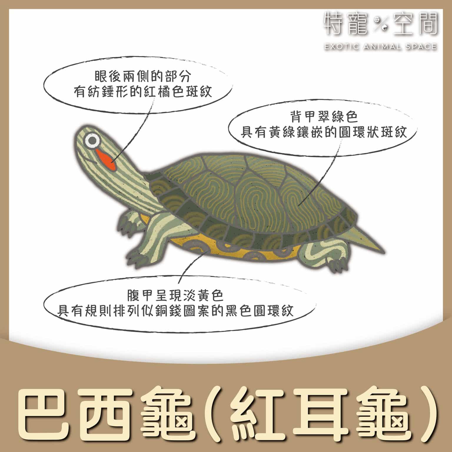 探索迷人的烏龜世界:各種烏龜種類這麼多你都懂嗎!? - 特寵空間Exotic animal space