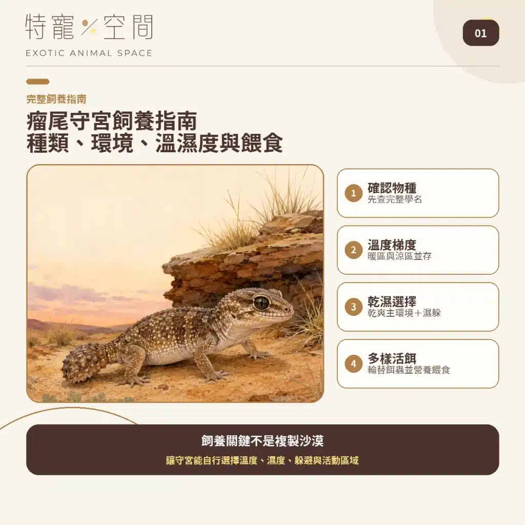 瘤尾守宮飼養指南:好養嗎?種類、環境、溫濕度與餵食一次看 瘤尾守宮