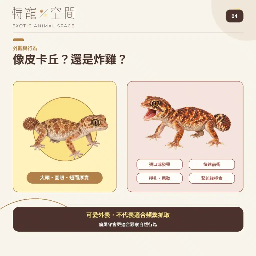 04 KNOB TAILED GECKO PIKACHU FRIED CHICKEN