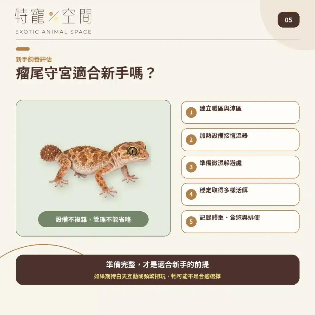 05 IS KNOB TAILED GECKO GOOD FOR BEGINNERS