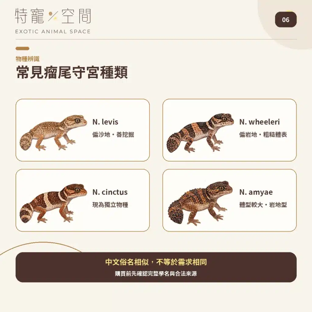 06 COMMON KNOB TAILED GECKO SPECIES