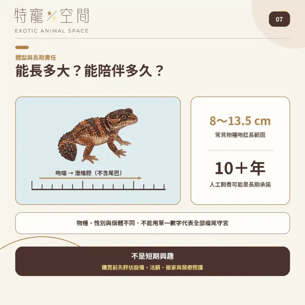 07 KNOB TAILED GECKO SIZE AND LIFESPAN