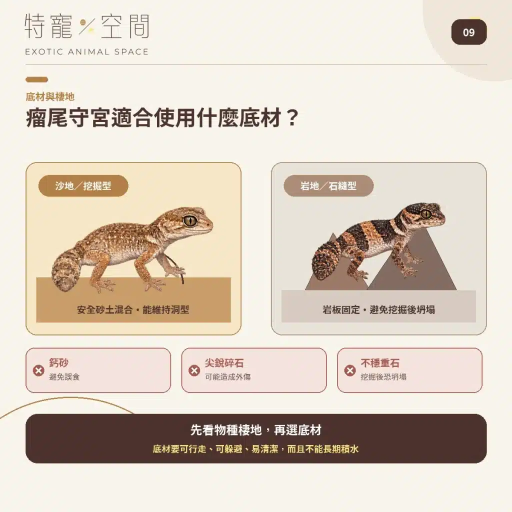 09 BEST SUBSTRATE FOR KNOB TAILED GECKO