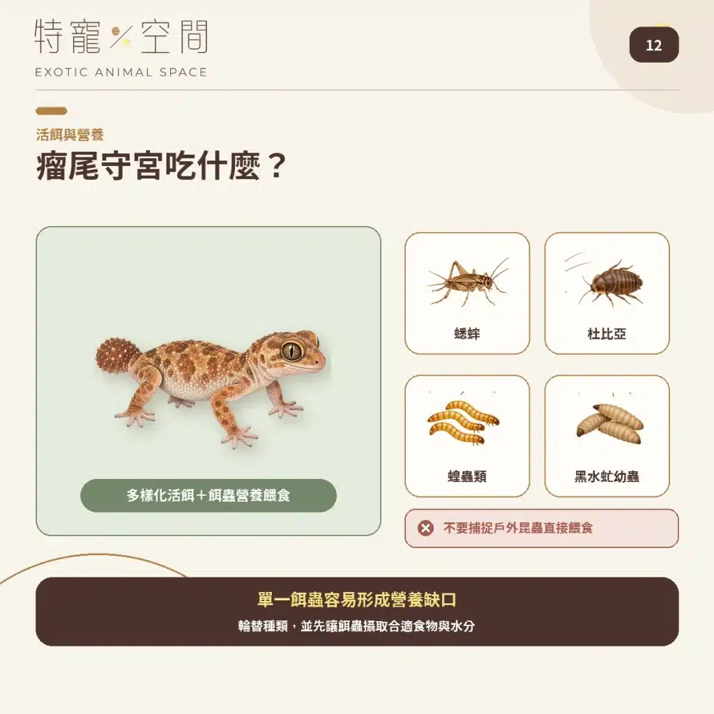 12 WHAT DO KNOB TAILED GECKOS EAT