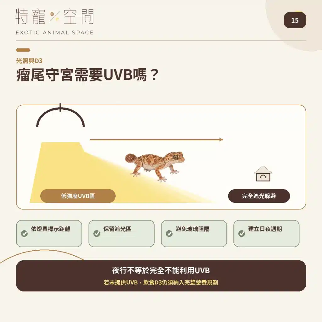 15 DOES KNOB TAILED GECKO NEED UVB