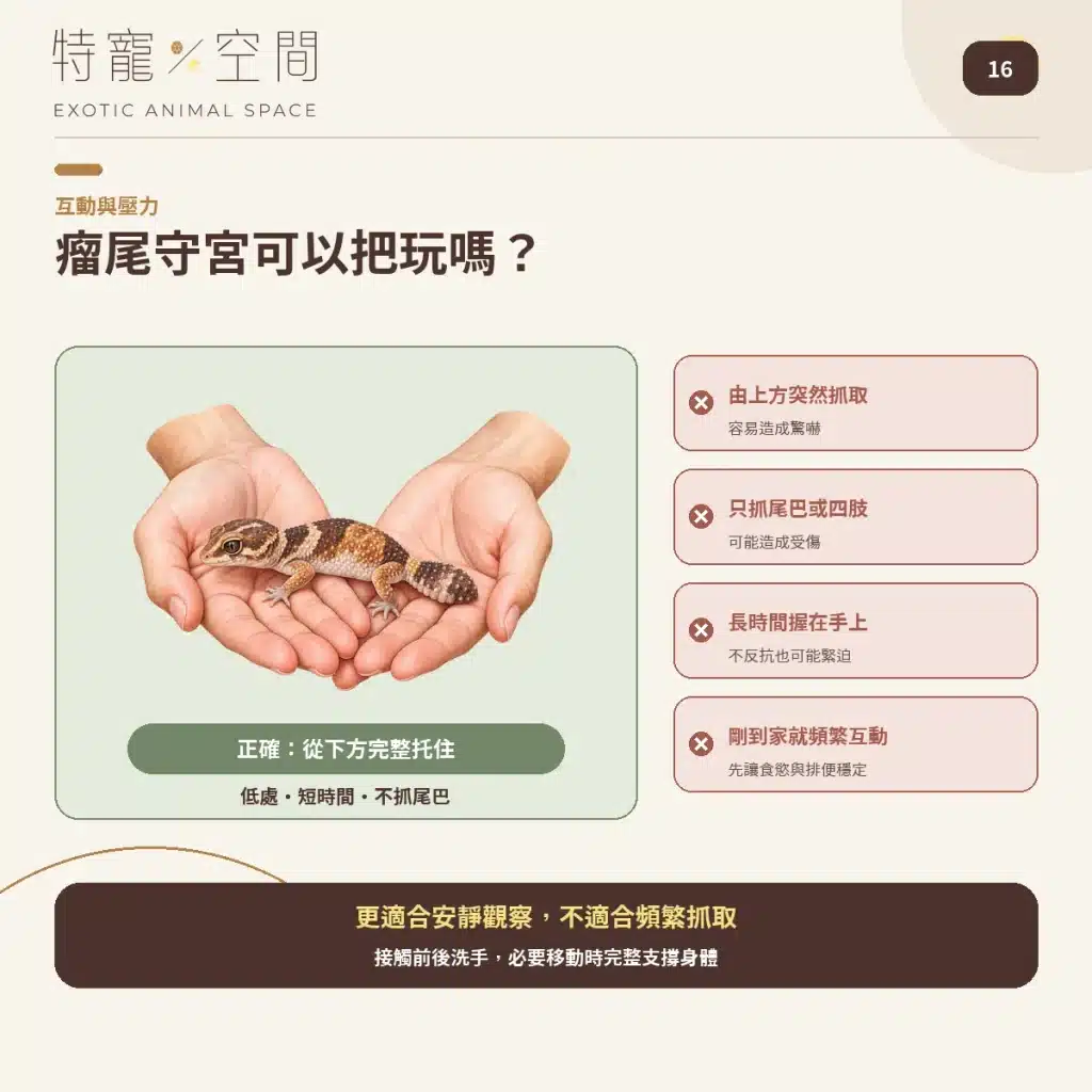 16 CAN YOU HANDLE KNOB TAILED GECKO