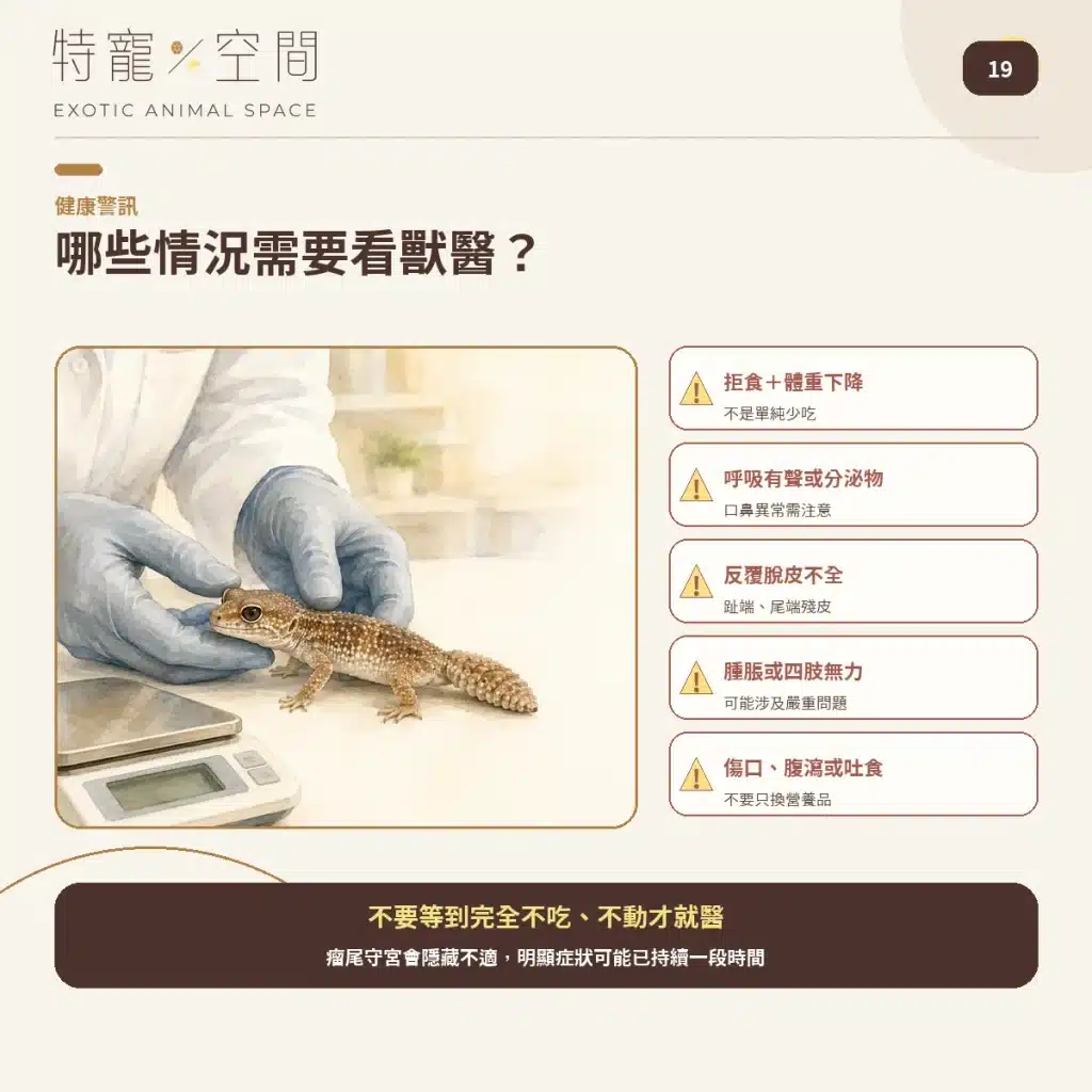 19 KNOB TAILED GECKO VET WARNING SIGNS