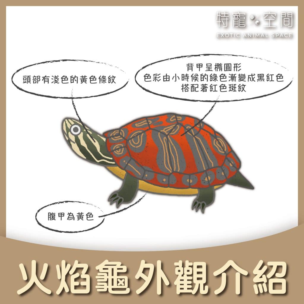 我叫『火焰龜』，可是我不像小火龍一樣，會噴火！ - 特寵空間Exotic animal space