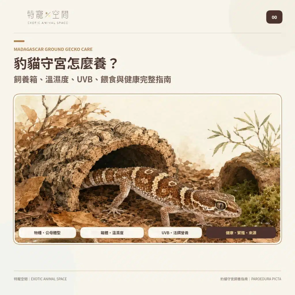 00 MADAGASCAR GROUND GECKO CARE GUIDE COVER