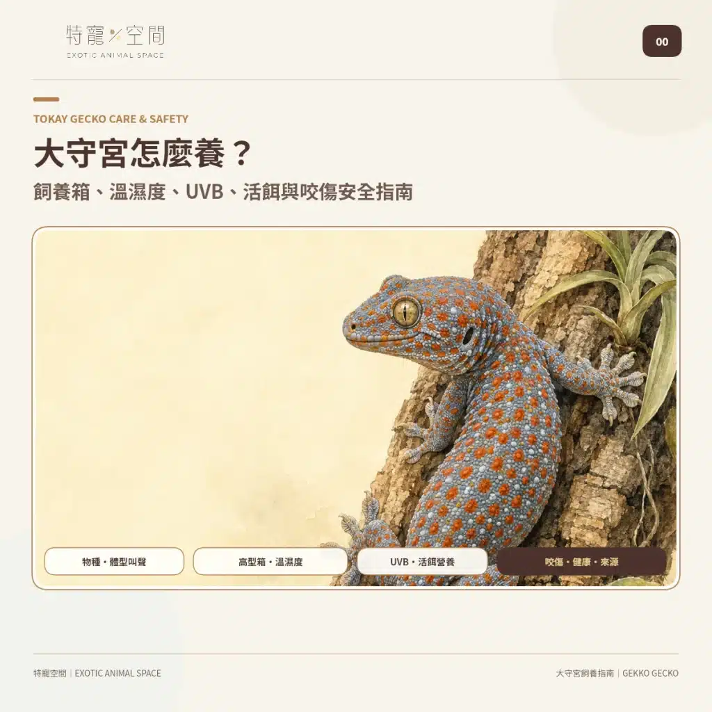 大守宮封面