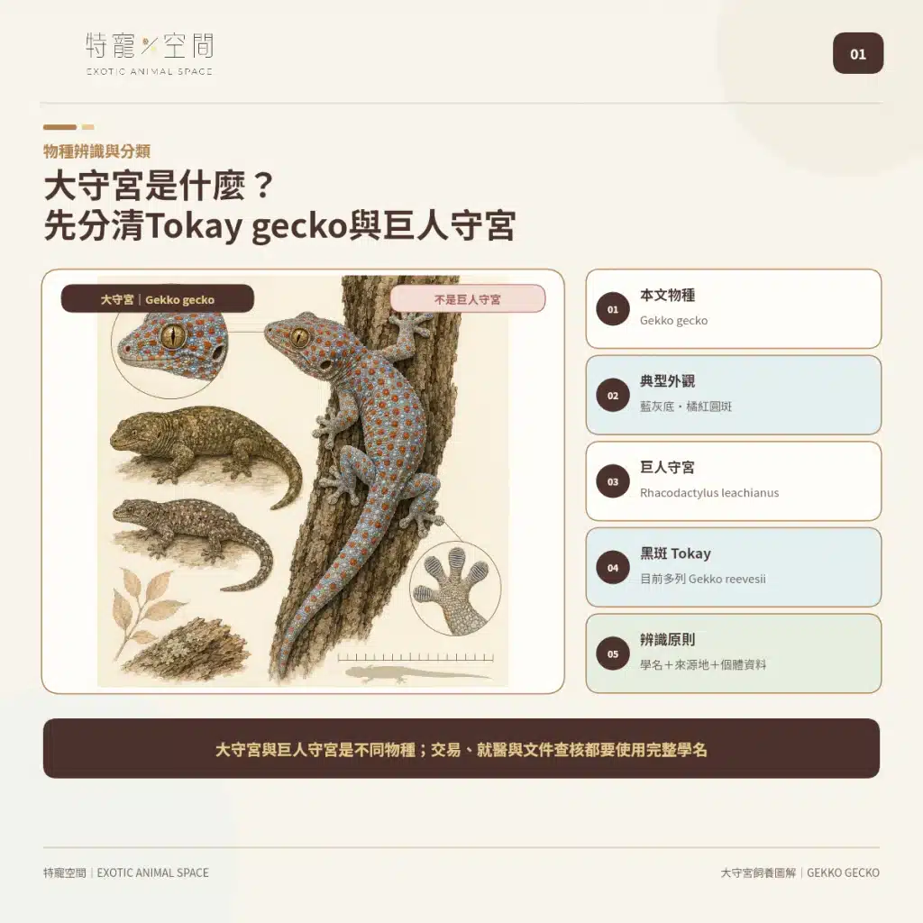01 TOKAY GECKO SPECIES IDENTIFICATION