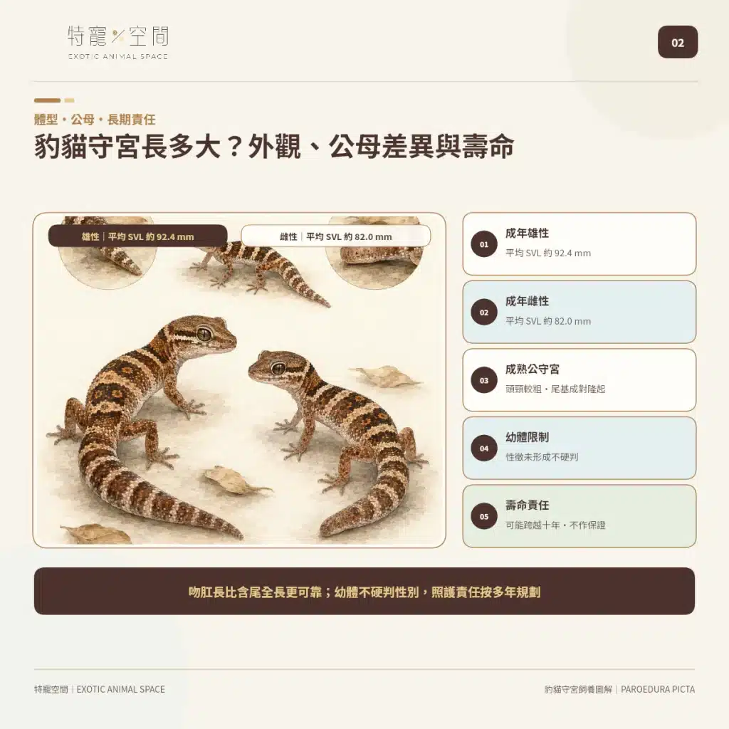 02 MADAGASCAR GROUND GECKO SIZE SEX LIFESPAN