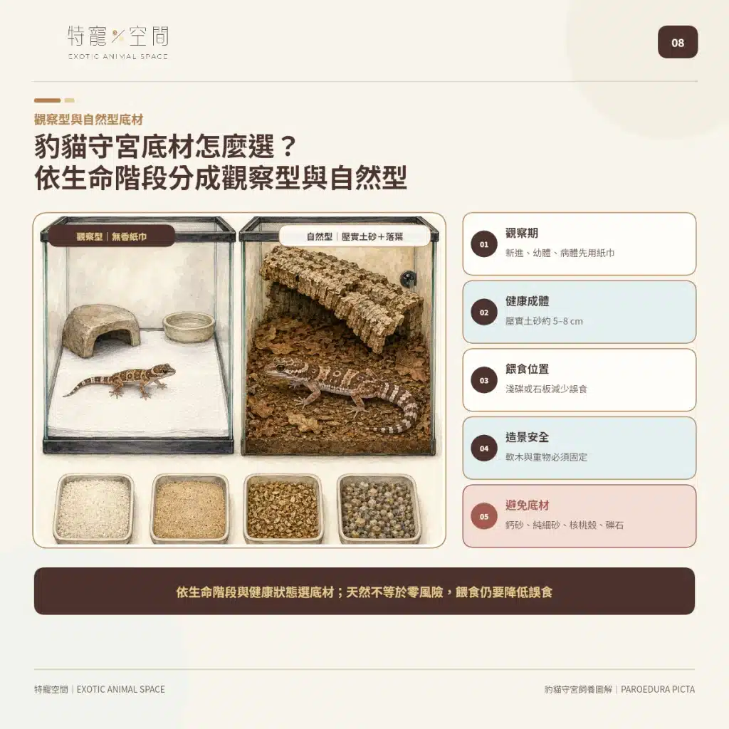 08 MADAGASCAR GROUND GECKO SUBSTRATE LIFE STAGE