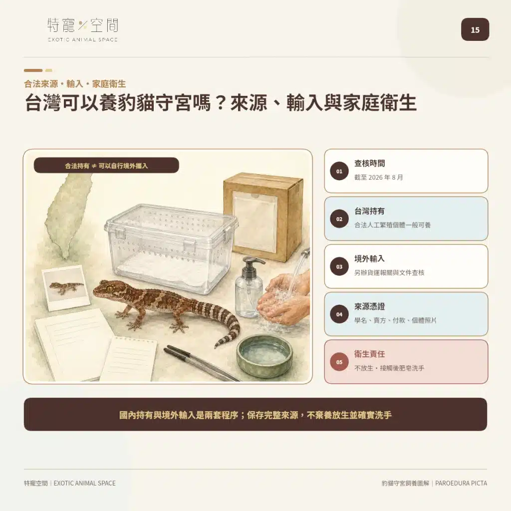 15 MADAGASCAR GROUND GECKO TAIWAN SOURCE HYGIENE