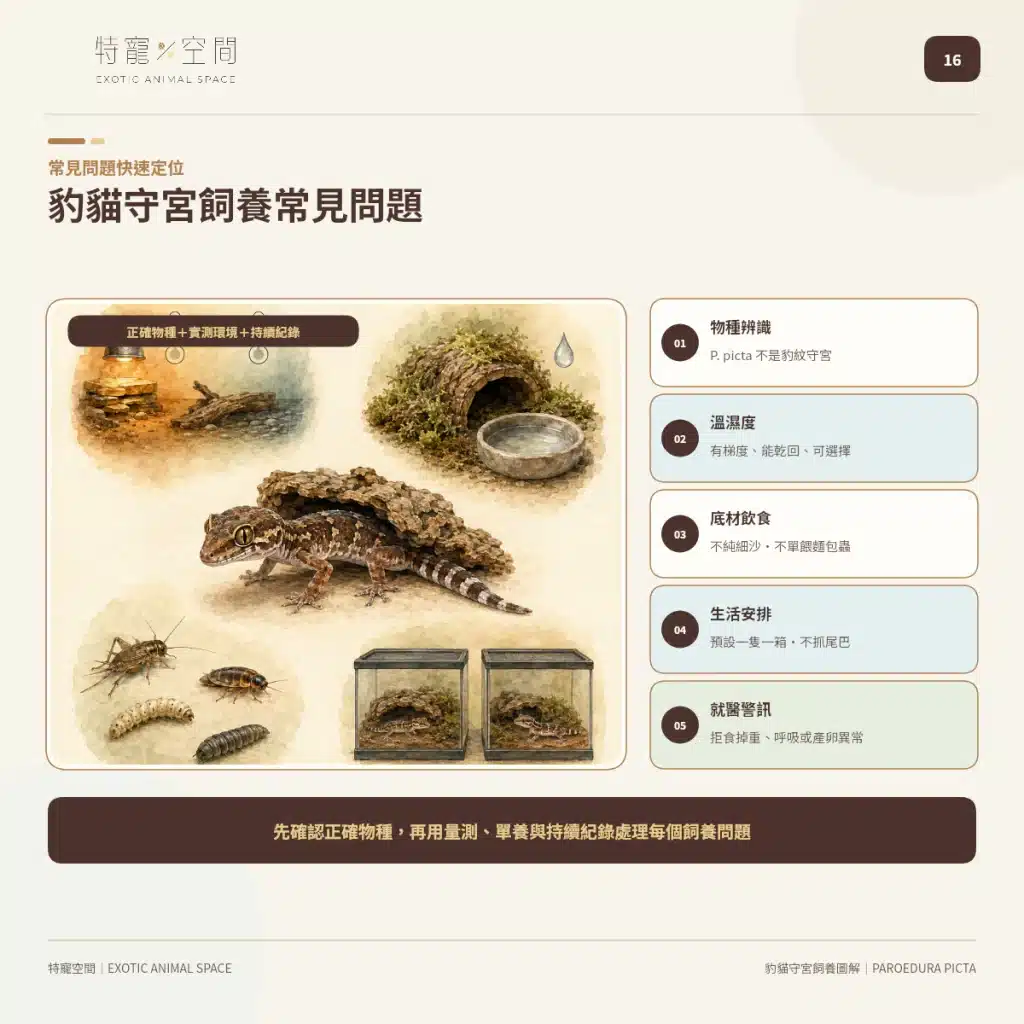 16 MADAGASCAR GROUND GECKO FAQ