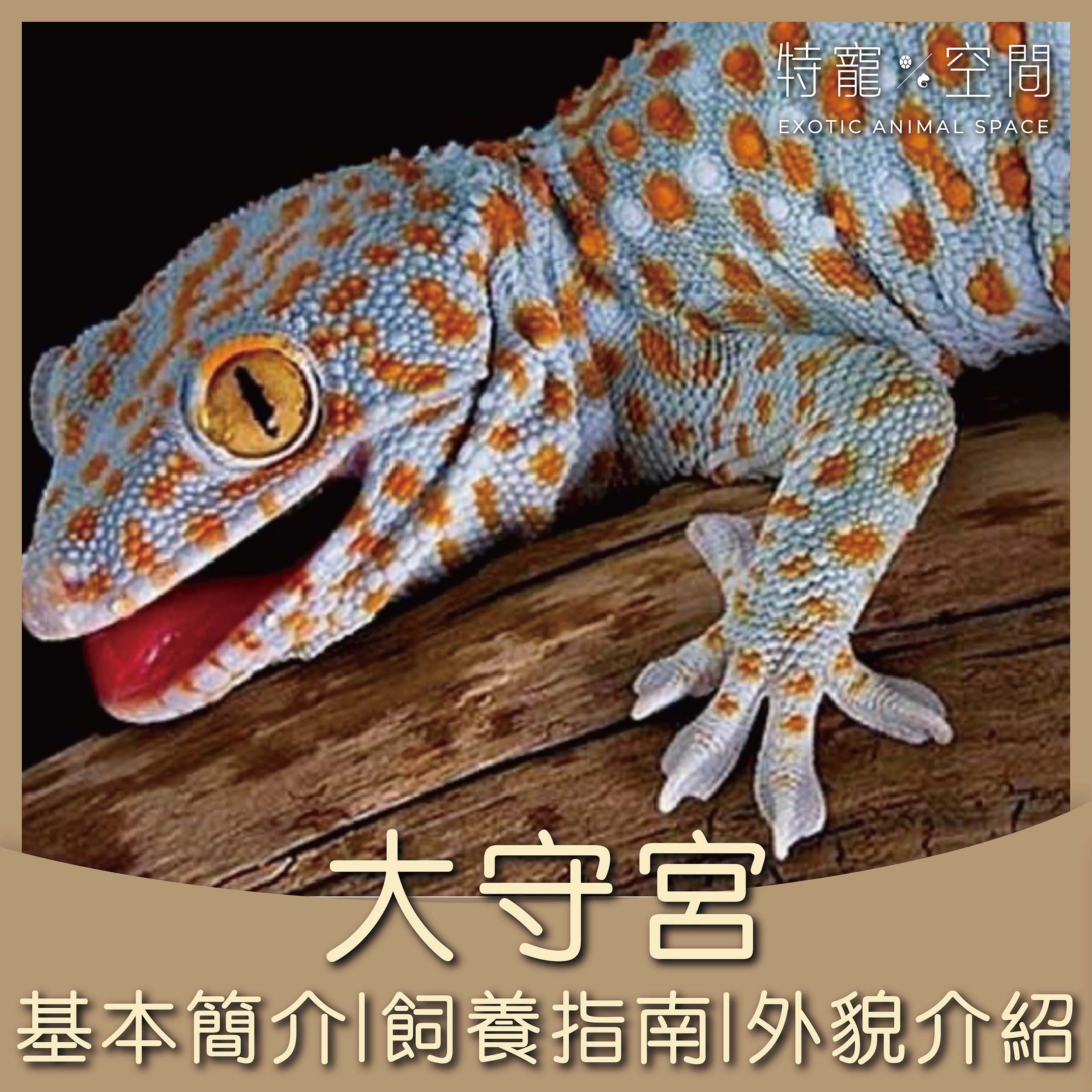 大守宮