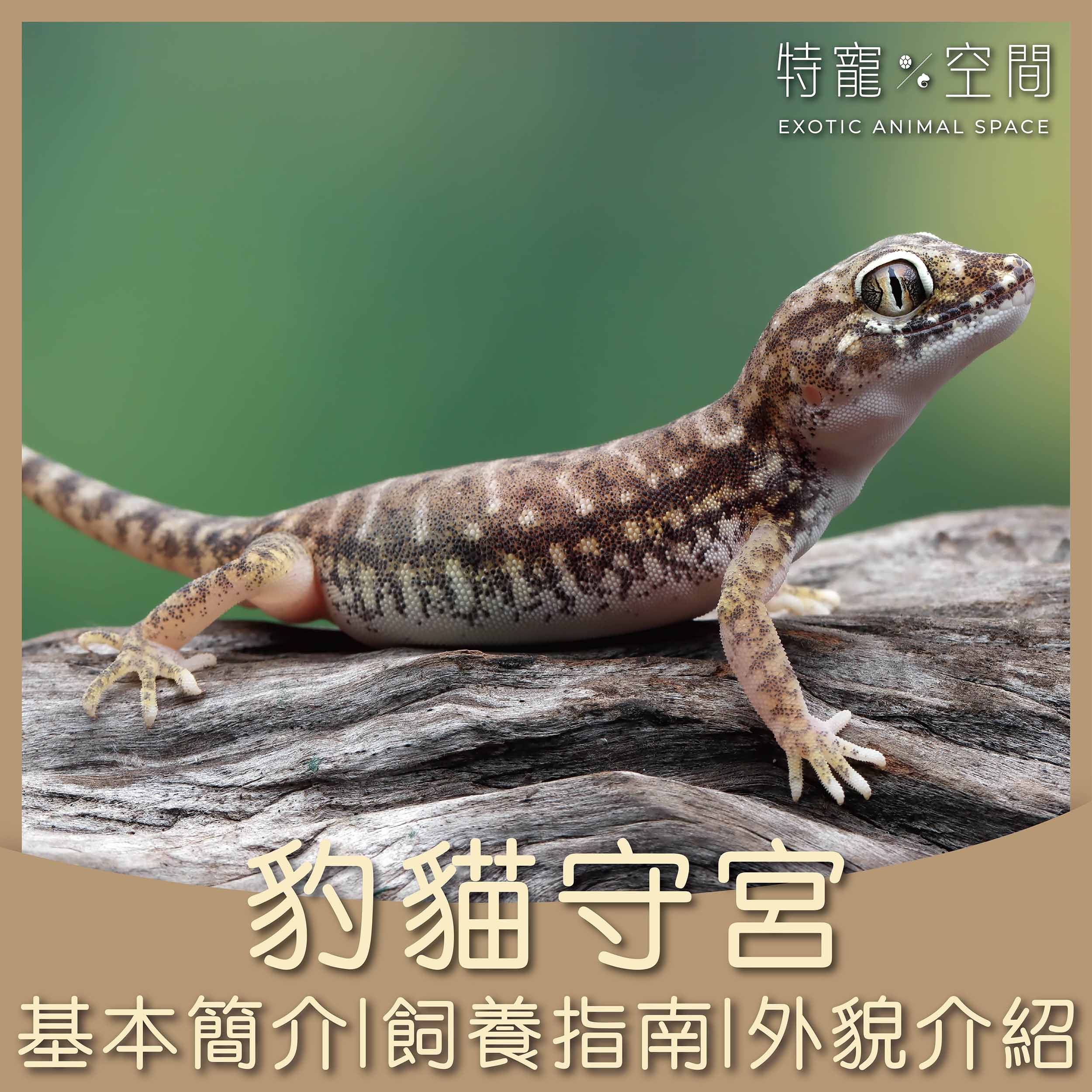豹貓守宮