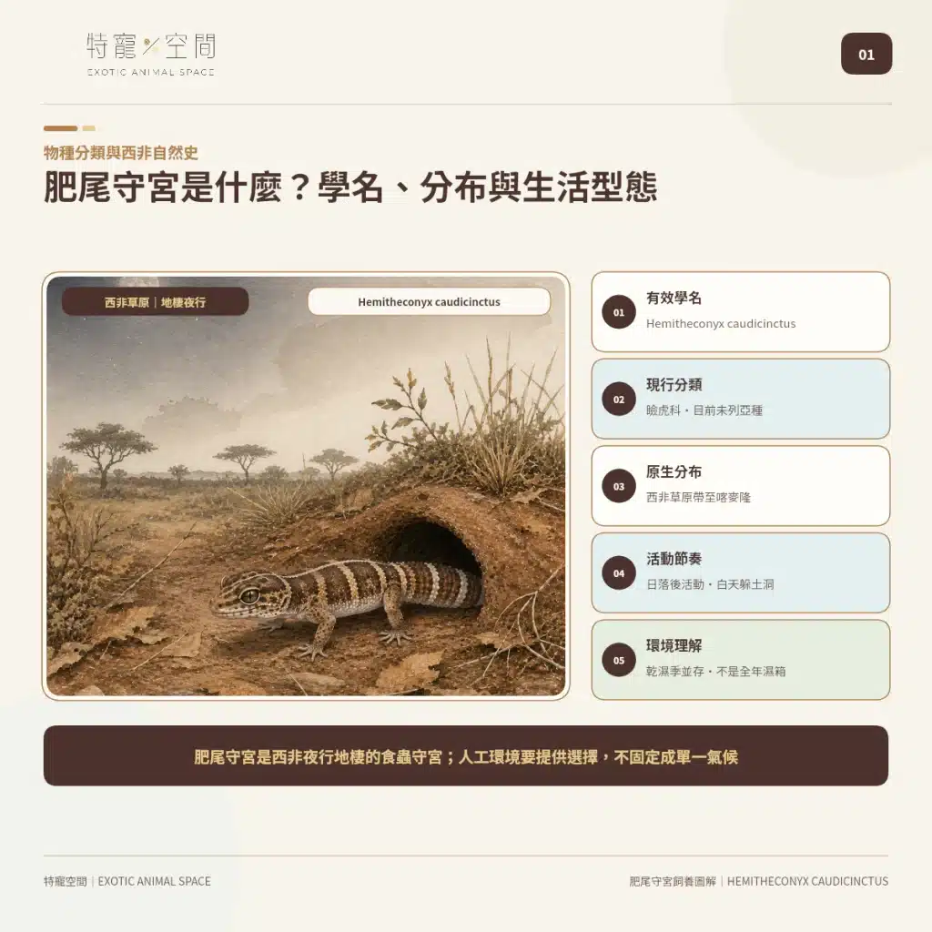 肥尾守宮飼養好上手嗎?尾巴能儲存養分、受驚可能斷尾,新手照護一次看懂 01 AFRICAN FAT TAILED GECKO NATURAL HISTORY
