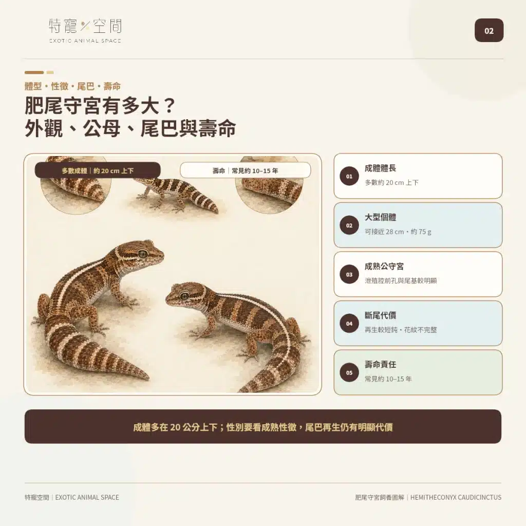 肥尾守宮飼養好上手嗎?尾巴能儲存養分、受驚可能斷尾,新手照護一次看懂 02 AFRICAN FAT TAILED GECKO SIZE SEX TAIL LIFESPAN