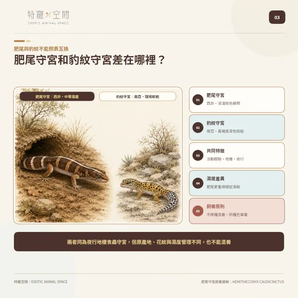 肥尾守宮飼養好上手嗎?尾巴能儲存養分、受驚可能斷尾,新手照護一次看懂 03 AFRICAN FAT TAILED GECKO VS LEOPARD GECKO
