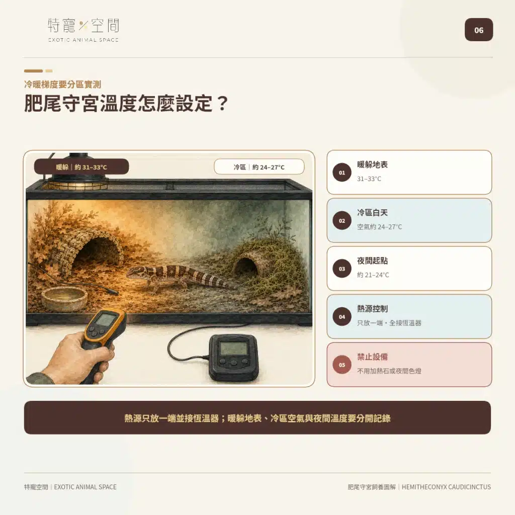 肥尾守宮飼養好上手嗎?尾巴能儲存養分、受驚可能斷尾,新手照護一次看懂 06 AFRICAN FAT TAILED GECKO TEMPERATURE GRADIENT