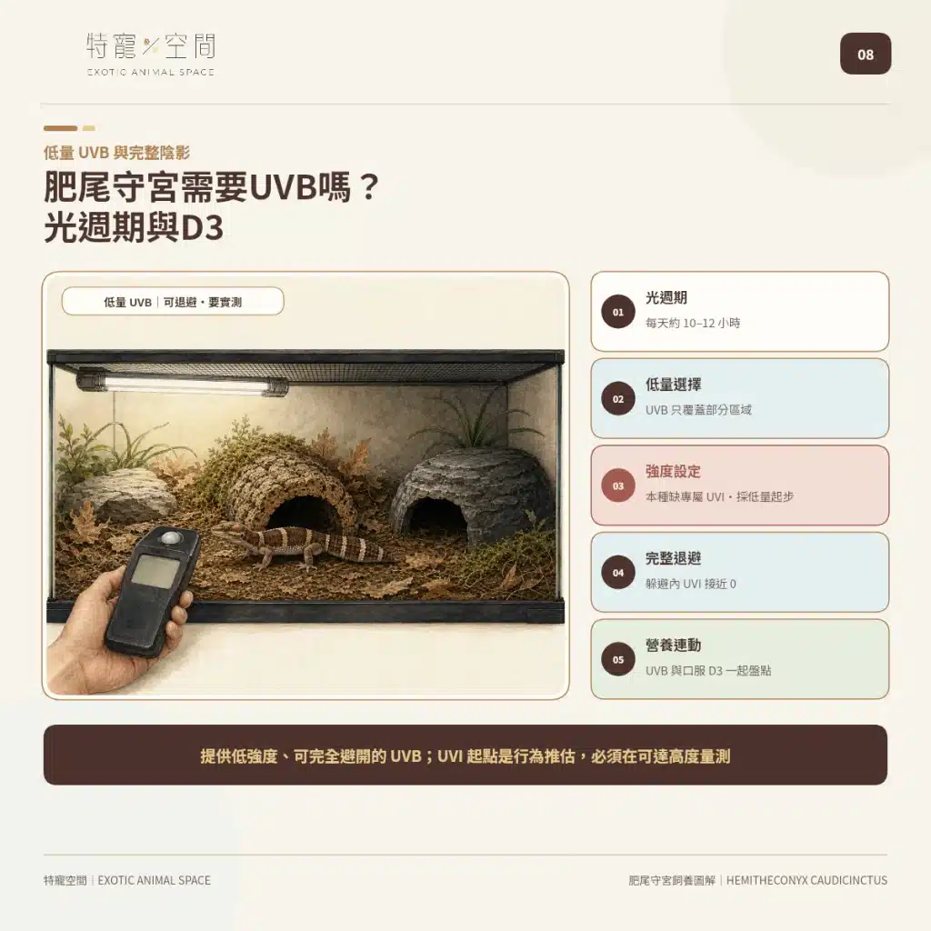 肥尾守宮飼養好上手嗎?尾巴能儲存養分、受驚可能斷尾,新手照護一次看懂 08 AFRICAN FAT TAILED GECKO UVB LIGHTING