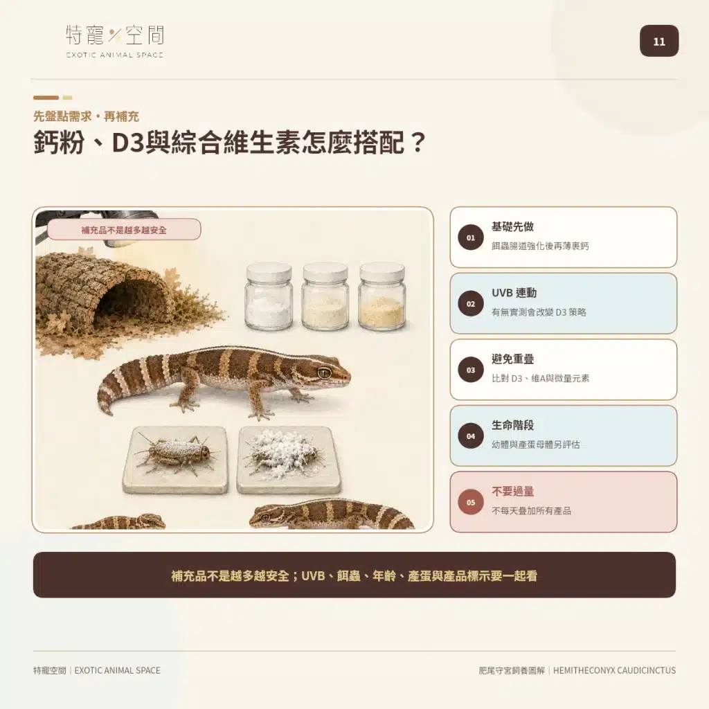 肥尾守宮飼養好上手嗎?尾巴能儲存養分、受驚可能斷尾,新手照護一次看懂 11 AFRICAN FAT TAILED GECKO CALCIUM D3 VITAMINS