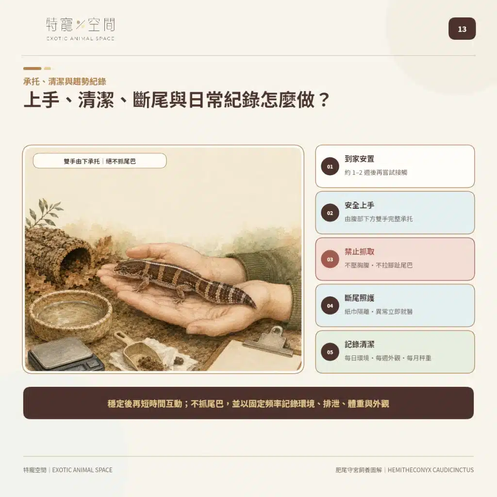肥尾守宮飼養好上手嗎?尾巴能儲存養分、受驚可能斷尾,新手照護一次看懂 13 AFRICAN FAT TAILED GECKO HANDLING CLEANING RECORDS