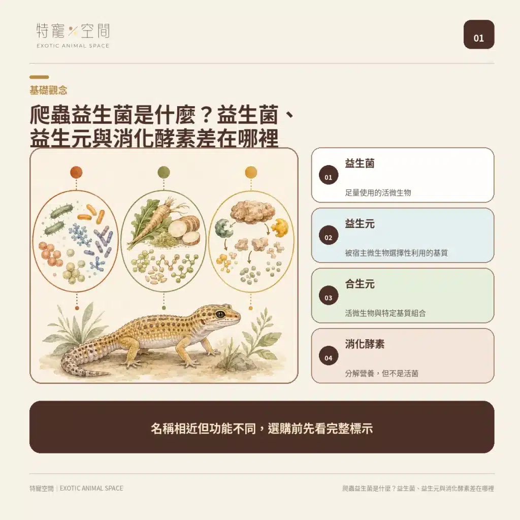 爬蟲益生菌有必要嗎?益生菌配方不能亂餵,拒食、軟便與正確用法一次看懂 爬蟲益生菌是什麼?