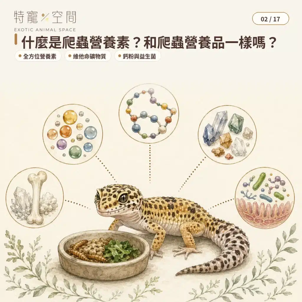 爬蟲營養素是什麼?食蟲、肉食性爬蟲的全方位營養補充指南 02 WHAT ARE REPTILE NUTRIENTS