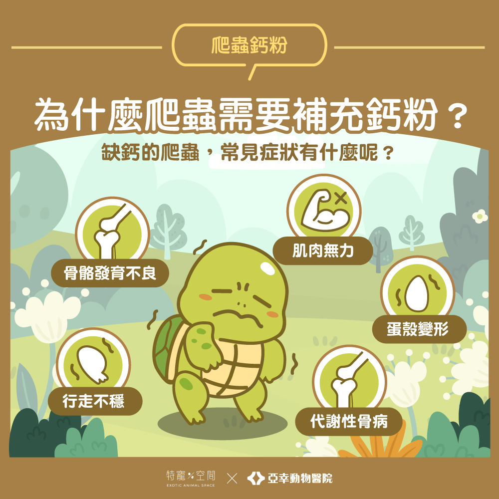 02.為什麼爬蟲需要補充鈣粉？