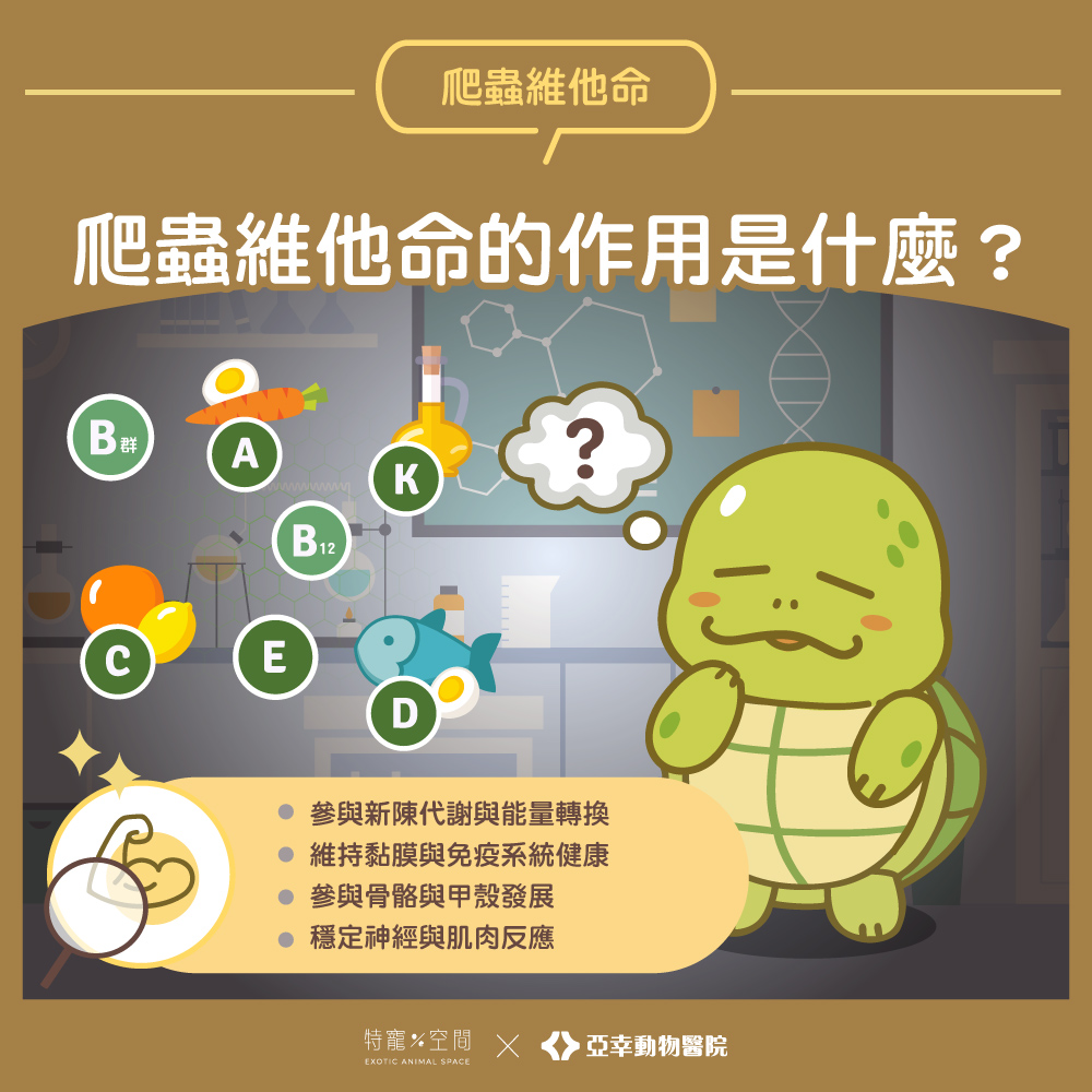 02.爬蟲維他命的作用是什麼？