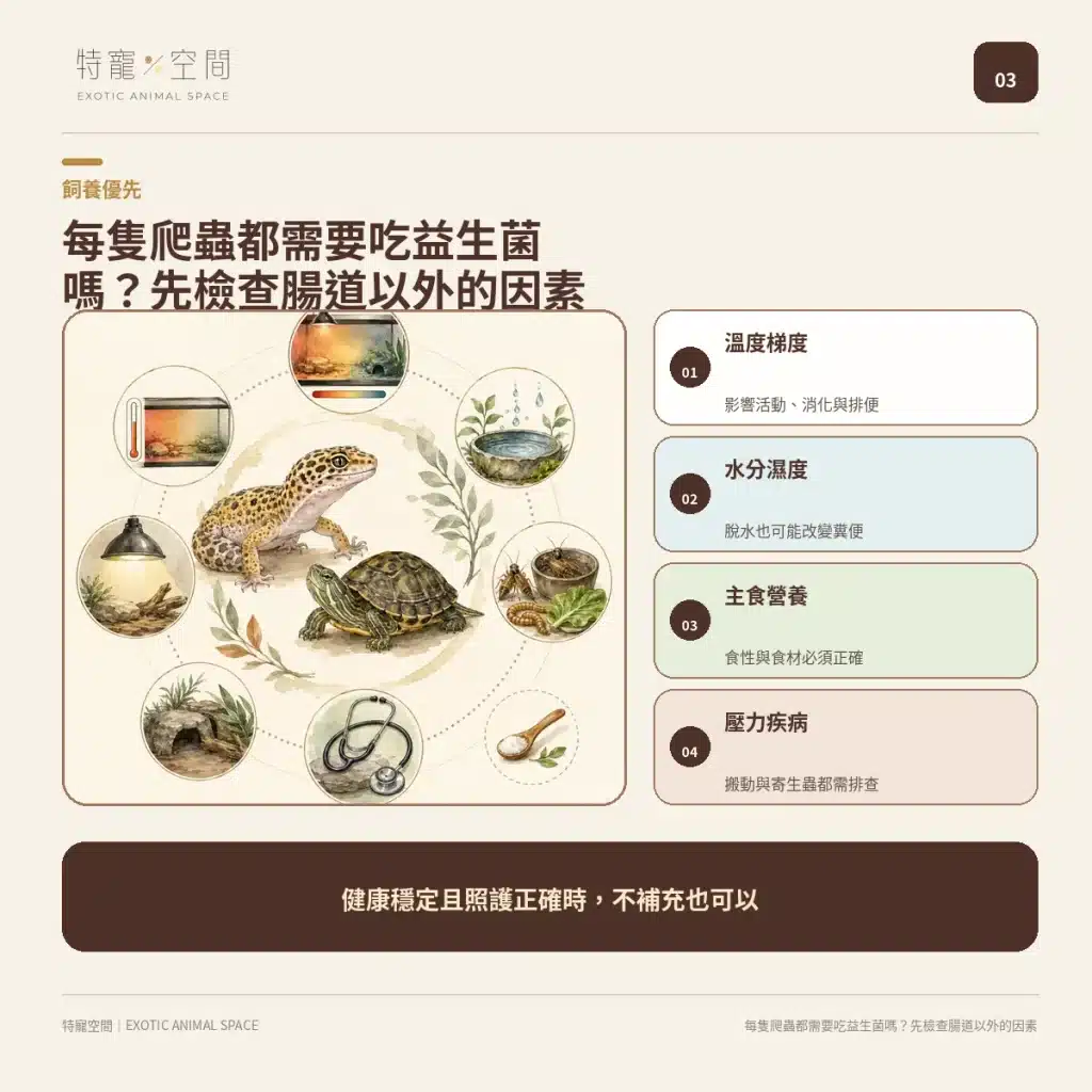 爬蟲益生菌有必要嗎?益生菌配方不能亂餵,拒食、軟便與正確用法一次看懂 03 HUSBANDRY FIRST