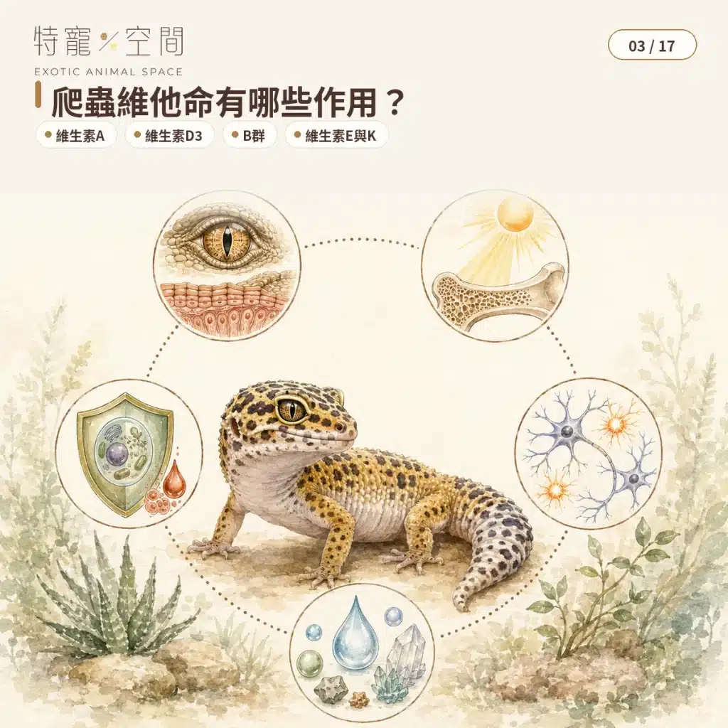 爬蟲維他命怎麼選?種類、使用頻率、鈣粉搭配與過量風險完整指南 03 REPTILE VITAMIN FUNCTIONS