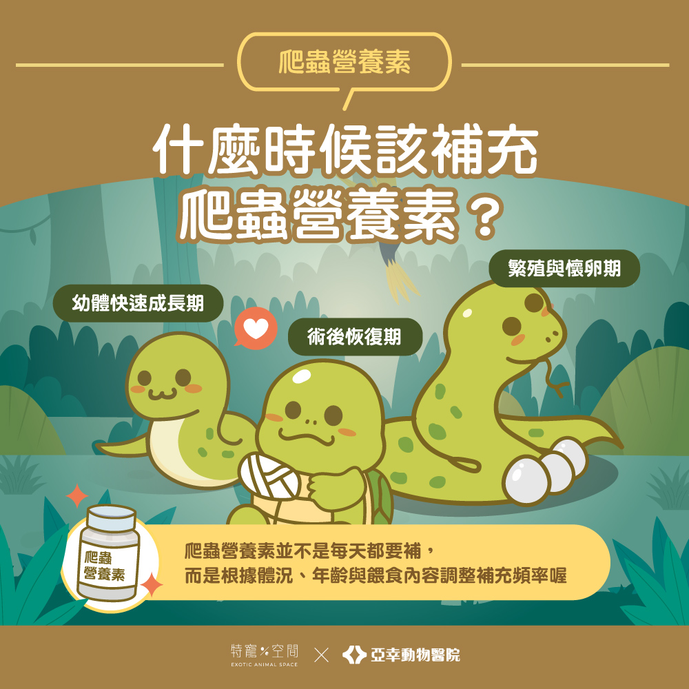 04.什麼時候該補充爬蟲營養素？