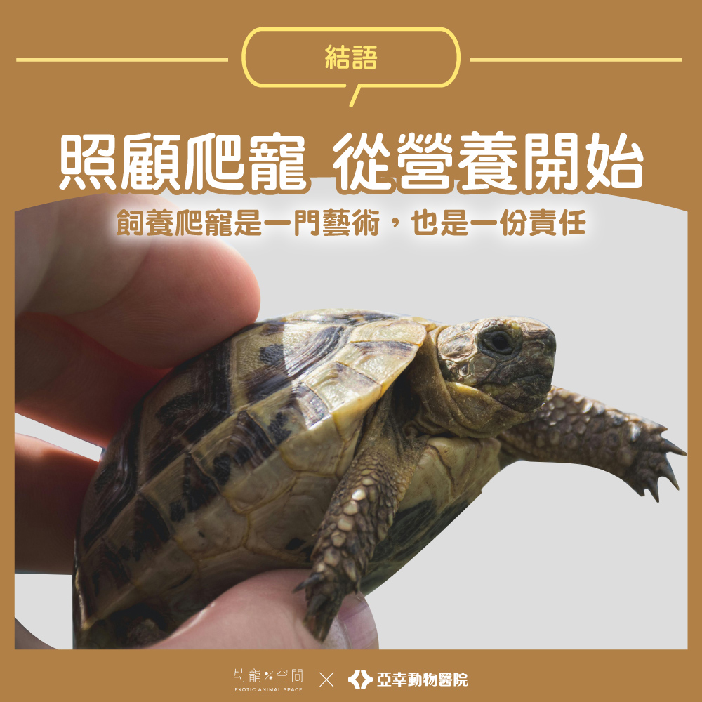 07.結語：照顧爬寵，從營養開