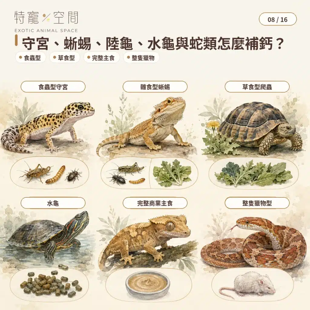 08 CALCIUM BY REPTILE TYPE
