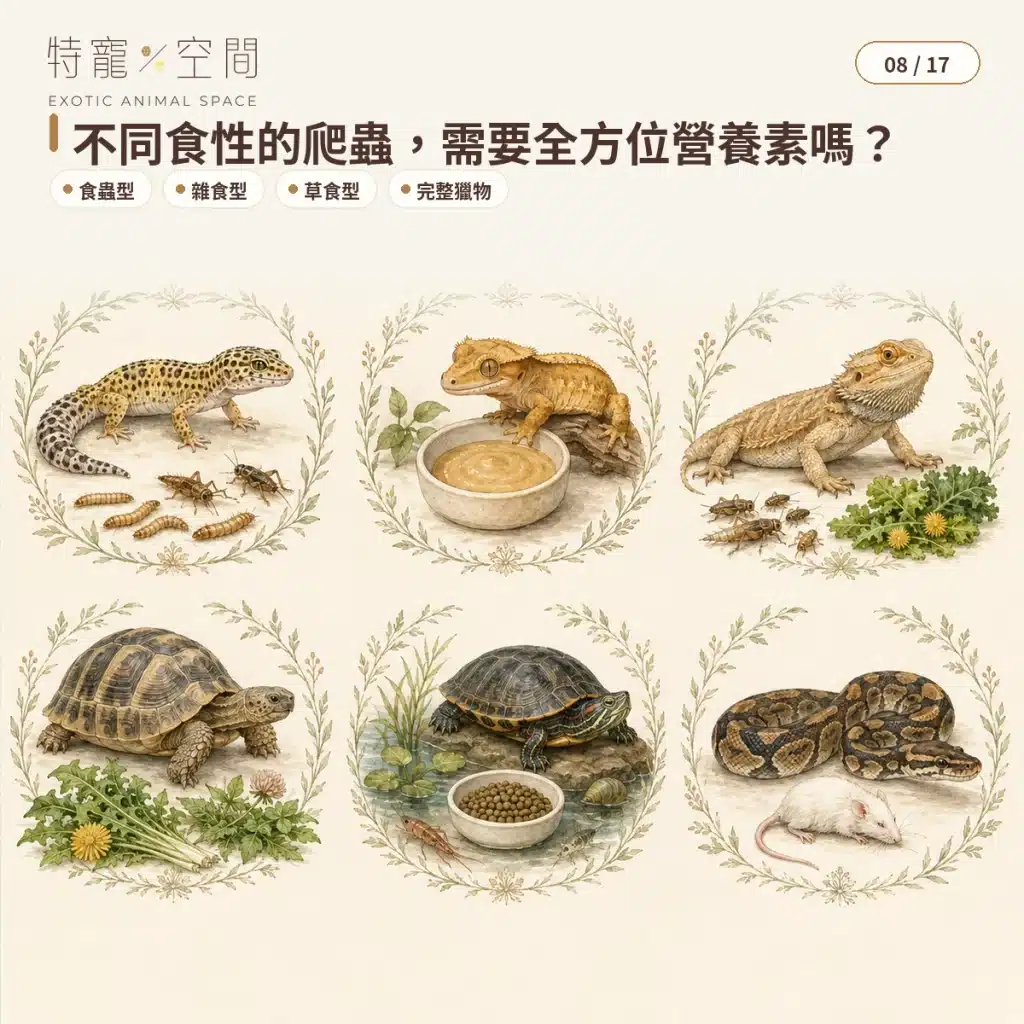 爬蟲營養素是什麼?食蟲、肉食性爬蟲的全方位營養補充指南 08 REPTILE NUTRIENTS BY DIET