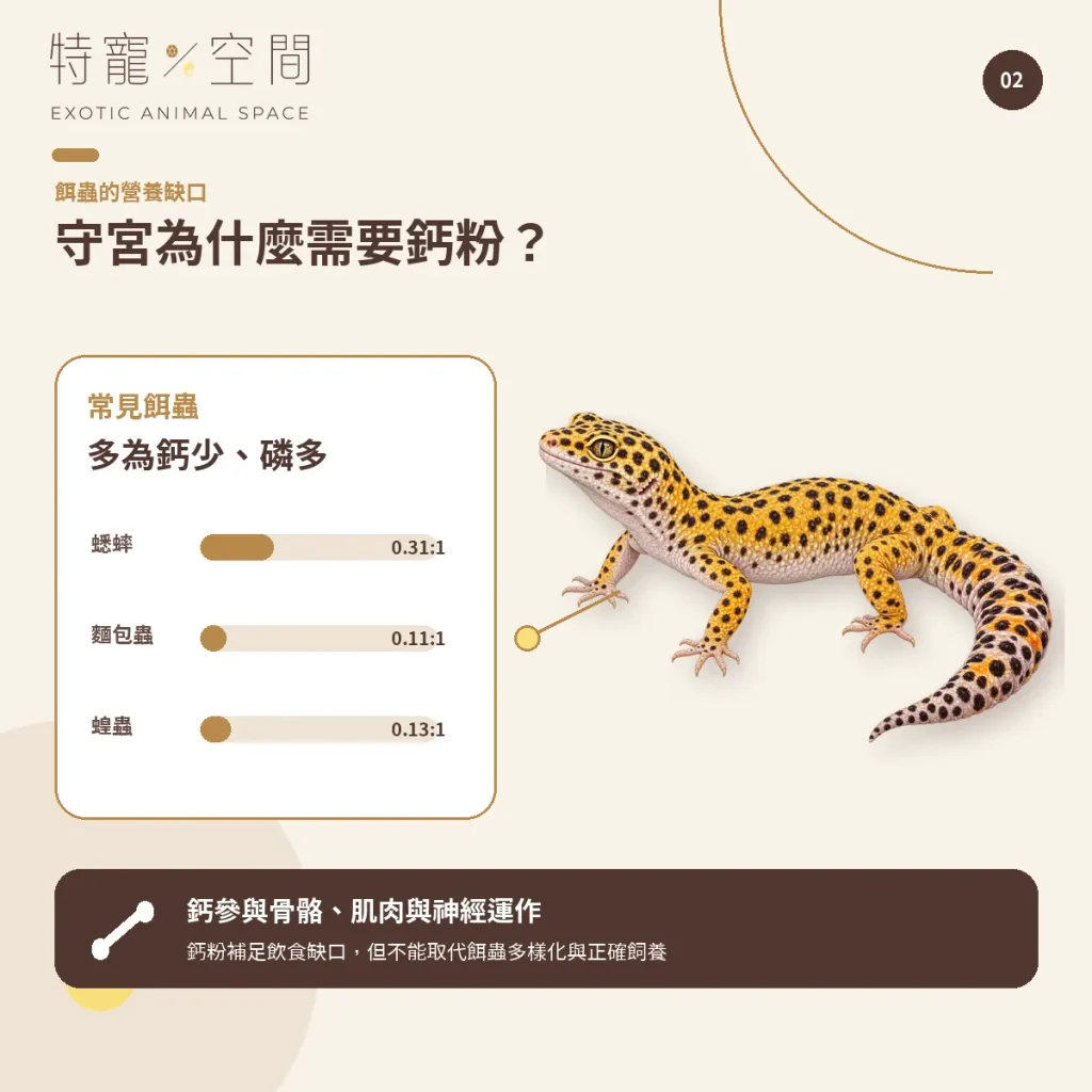 守宮鈣粉怎麼選?含D3、無D3、餵食頻率與正確用法一次看懂 02 GECKO WHY CALCIUM