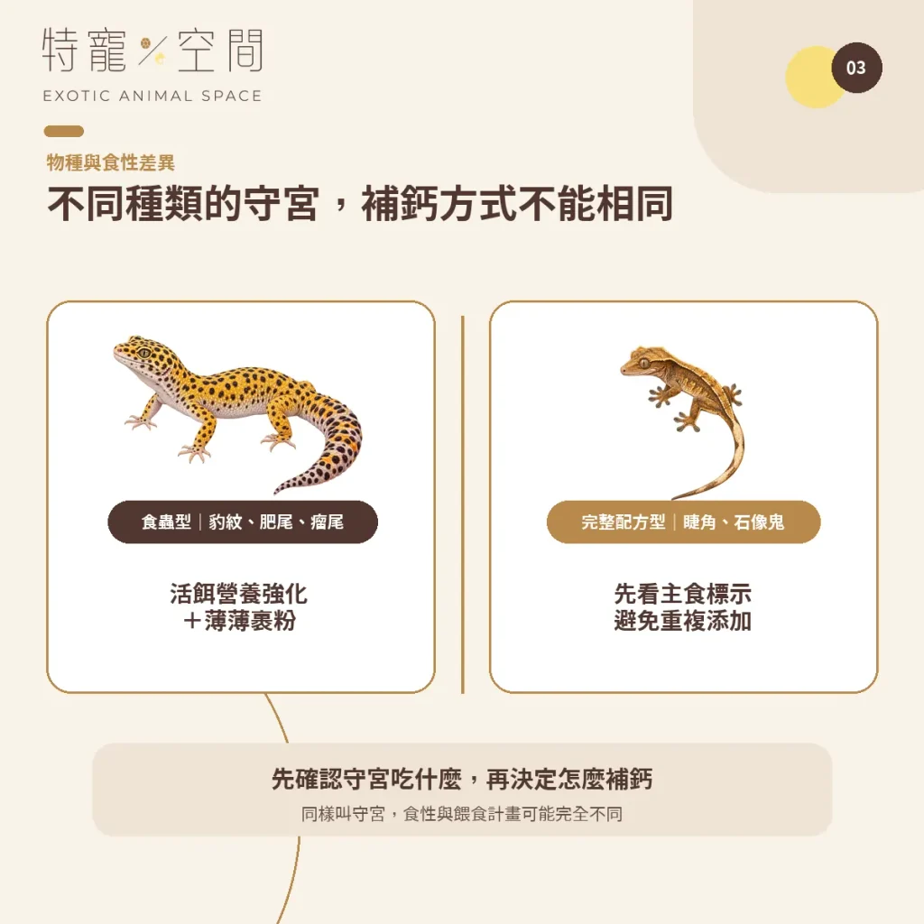 守宮鈣粉怎麼選?含D3、無D3、餵食頻率與正確用法一次看懂 03 GECKO SPECIES DIFFERENCES