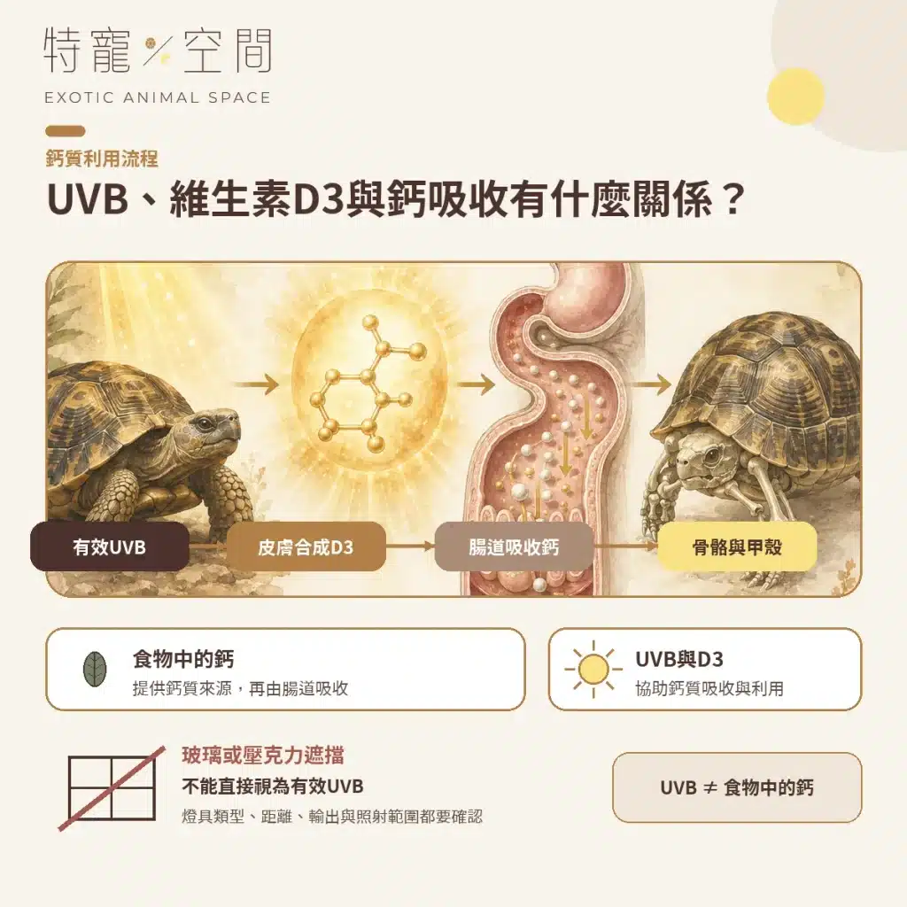 【陸龜鈣粉】怎麼選?從飲食、UVB到餵食頻率一次看懂 03 TORTOISE UVB D3 CALCIUM ABSORPTION CIS V3