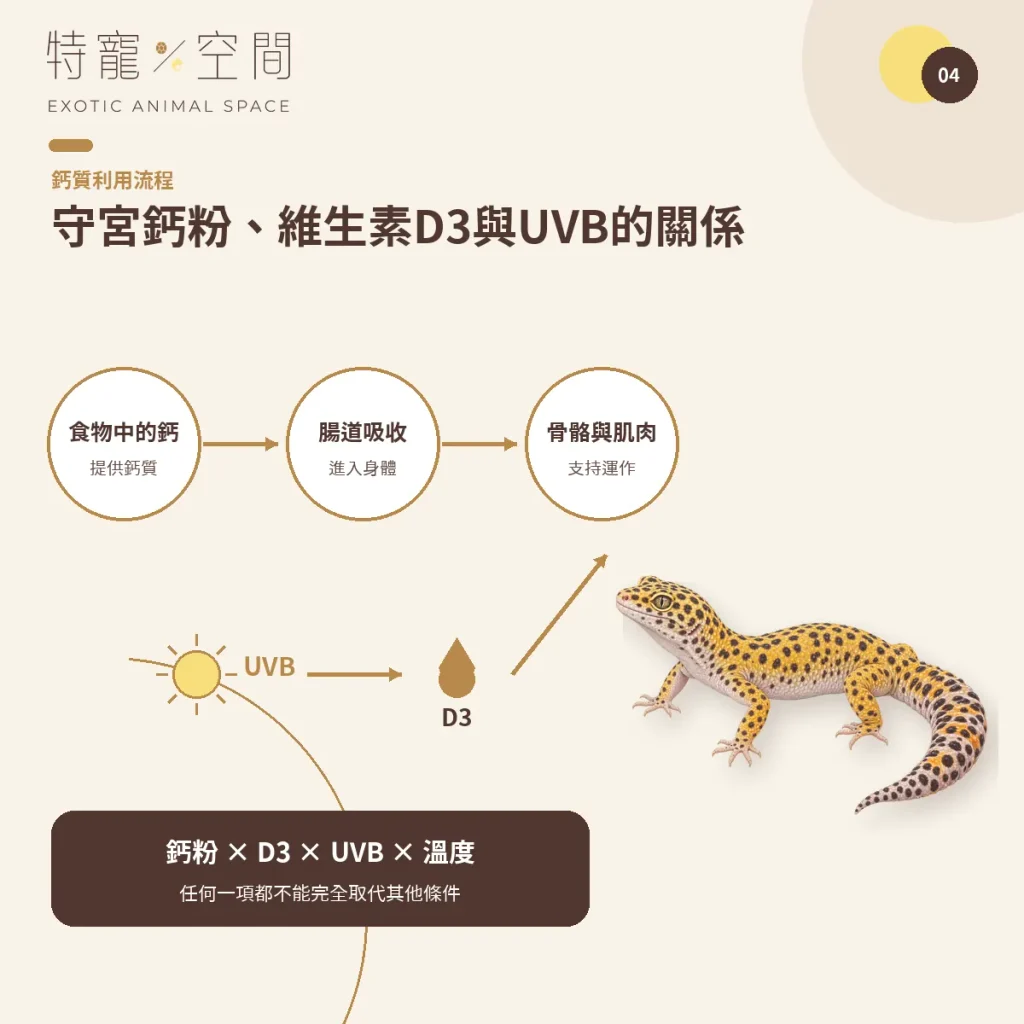 守宮鈣粉怎麼選?含D3、無D3、餵食頻率與正確用法一次看懂 04 GECKO CALCIUM D3 UVB