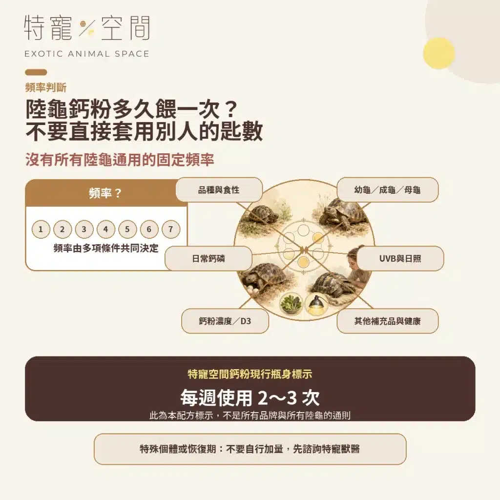 【陸龜鈣粉】怎麼選?從飲食、UVB到餵食頻率一次看懂 05 TORTOISE CALCIUM FEEDING FREQUENCY CIS V3